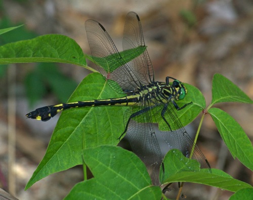 Female
2007_05_24_Meriwether